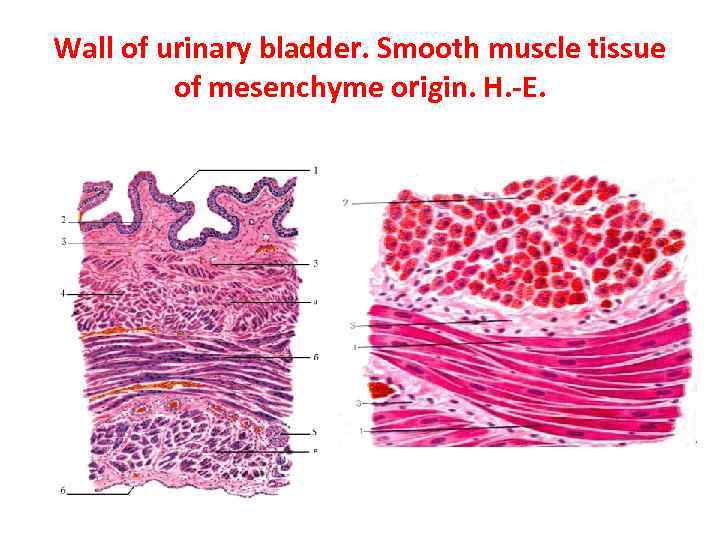 Wall of urinary bladder. Smooth muscle tissue of mesenchyme origin. H. -E. 