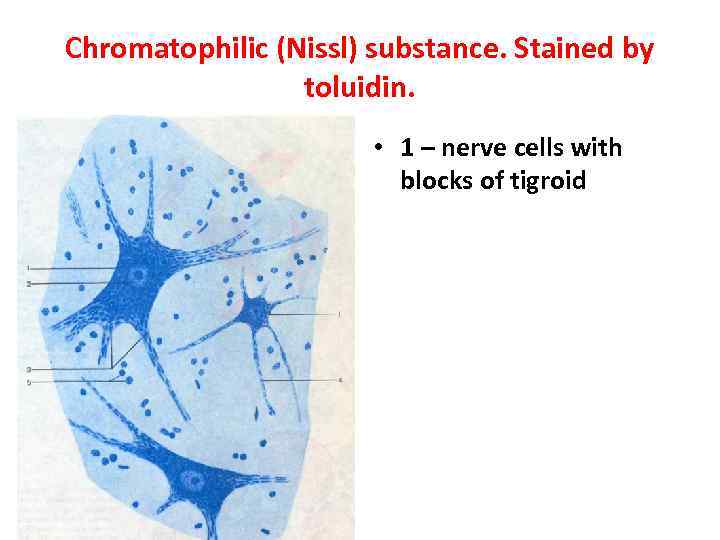 Chromatophilic (Nissl) substance. Stained by toluidin. • 1 – nerve cells with blocks of