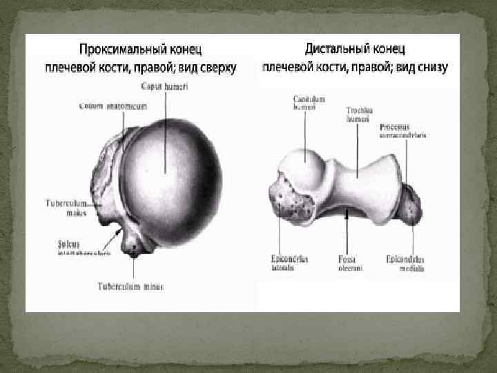 Плечевой сустав анатомия презентация