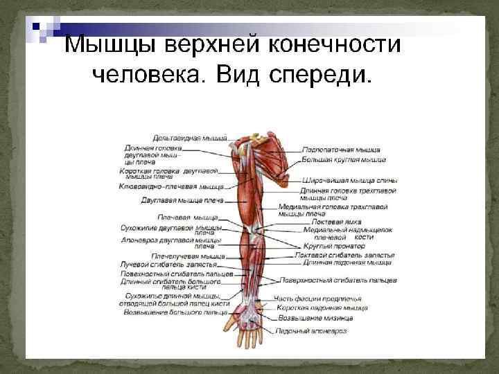 Анатомия плечевого сустава презентация