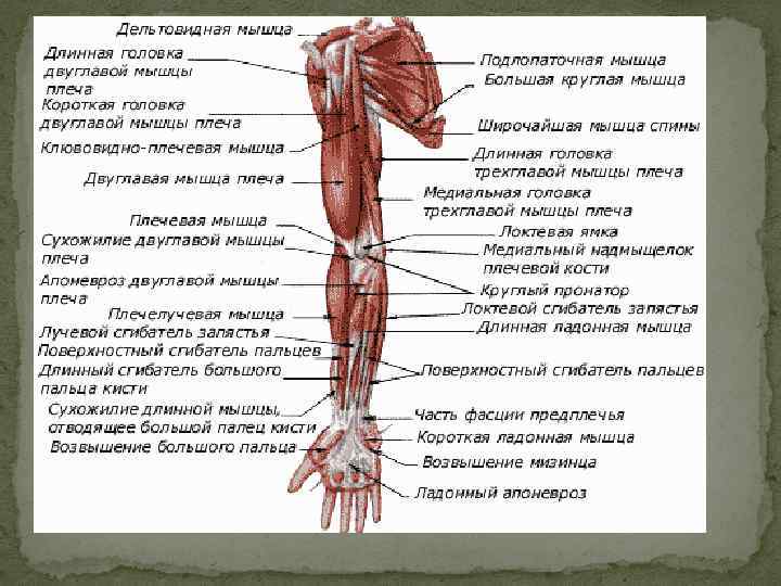 Плечевой сустав анатомия презентация