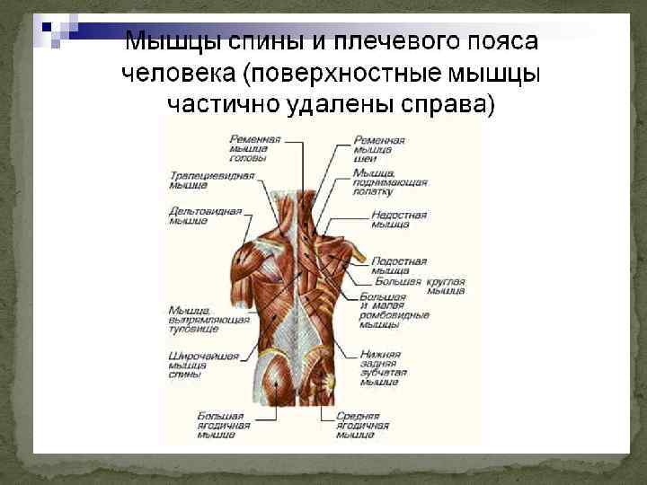 Анатомия плечевого сустава презентация