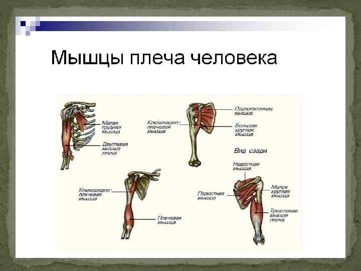 Плечевой сустав анатомия презентация