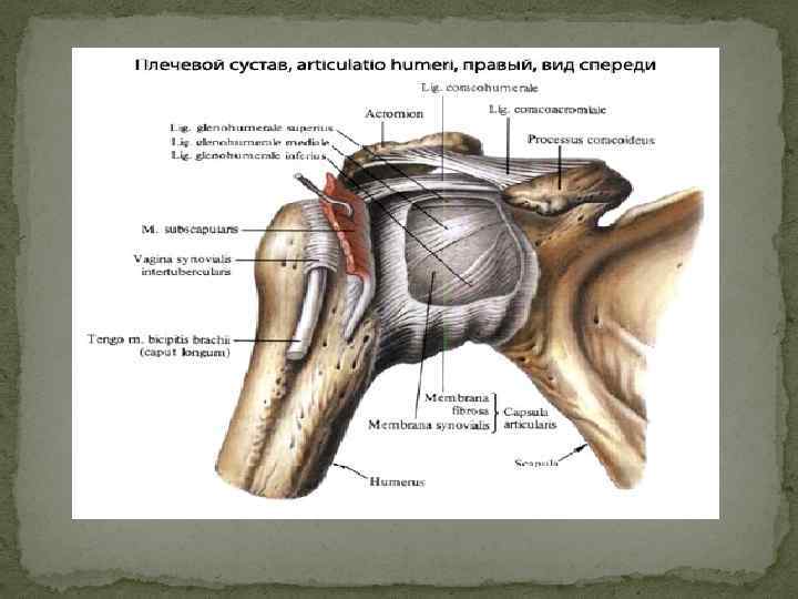 Анатомия плечевого сустава презентация