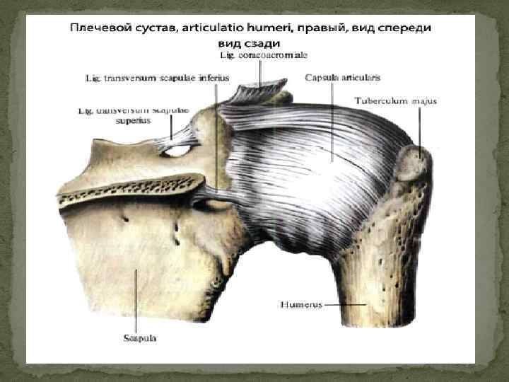 Связки плечевого сустава