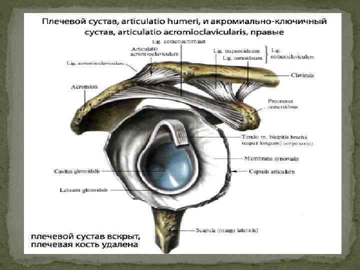 Анатомия плечевого сустава презентация