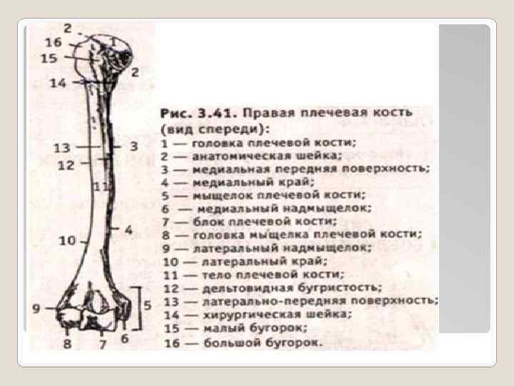 Какой буквой на рисунке обозначена плечевая кость а б в г