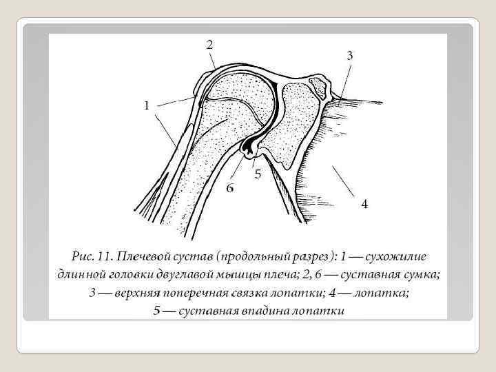 Схема плечевого сустава