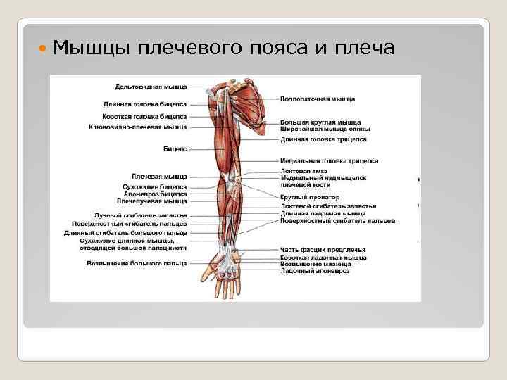 Мышцы рук и плеч