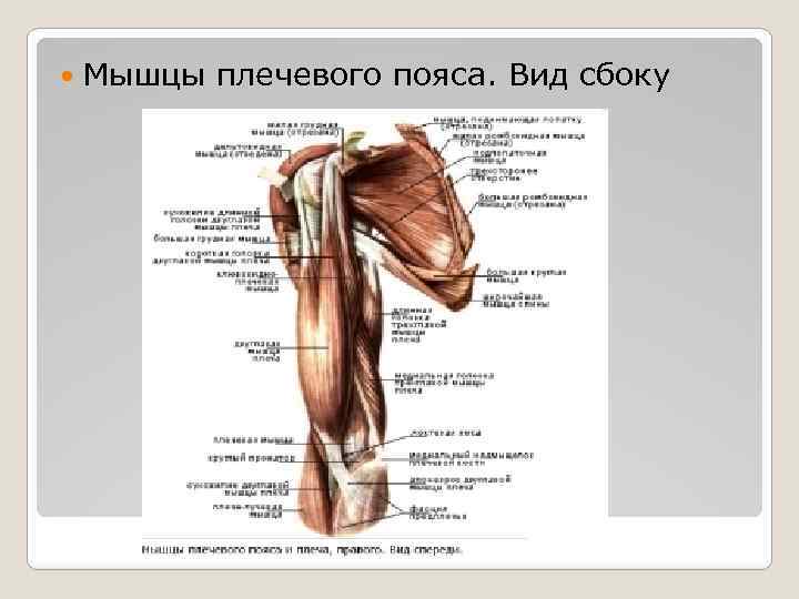  Мышцы плечевого пояса. Вид сбоку 