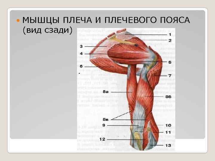  МЫШЦЫ ПЛЕЧА И ПЛЕЧЕВОГО ПОЯСА (вид сзади) 