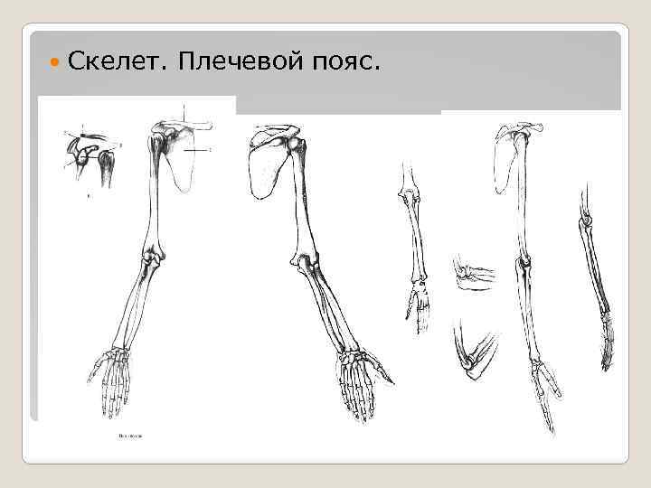  Скелет. Плечевой пояс. 