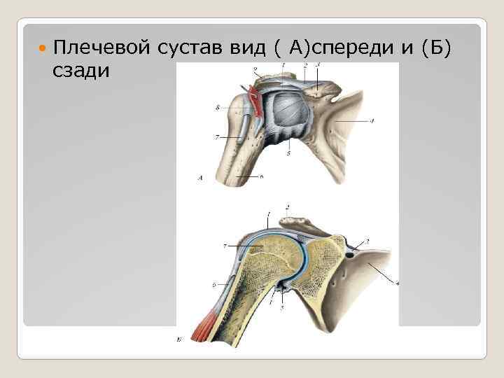  Плечевой сустав вид ( А)спереди и (Б) сзади 