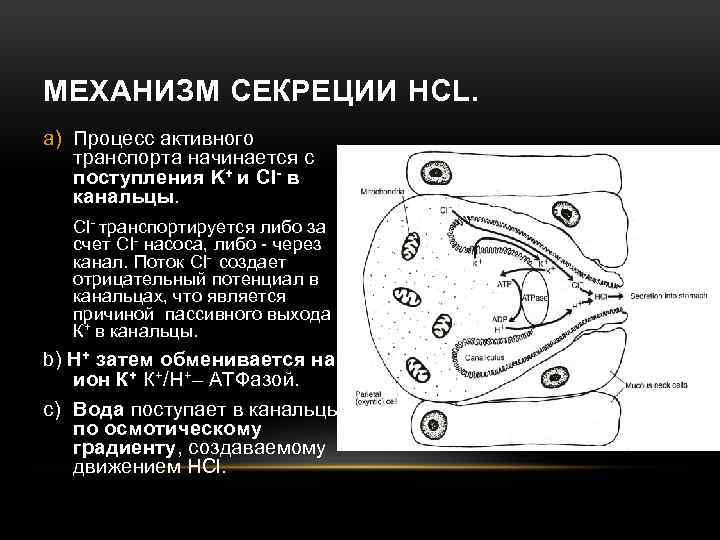 МЕХАНИЗМ СЕКРЕЦИИ HCL. a) Процесс активного транспорта начинается с поступления K+ и Cl- в