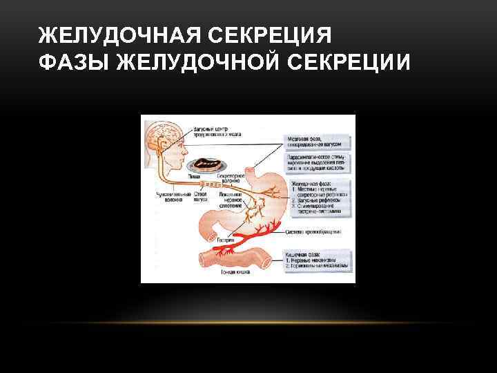 ЖЕЛУДОЧНАЯ СЕКРЕЦИЯ ФАЗЫ ЖЕЛУДОЧНОЙ СЕКРЕЦИИ 