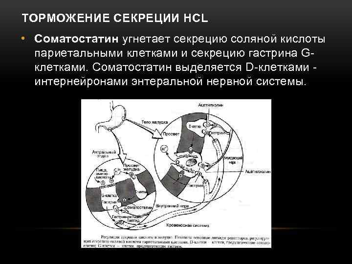 ТОРМОЖЕНИЕ СЕКРЕЦИИ HCL • Соматостатин угнетает секрецию соляной кислоты париетальными клетками и секрецию гастрина