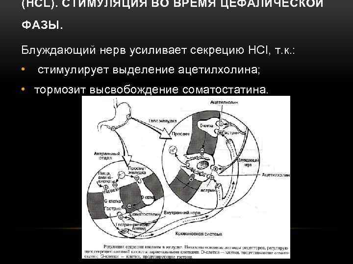 Фазы желудочной секреции презентация