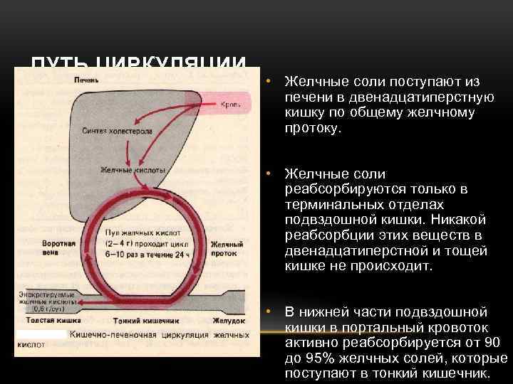 ПУТЬ ЦИРКУЛЯЦИИ • Желчные соли поступают из печени в двенадцатиперстную кишку по общему желчному