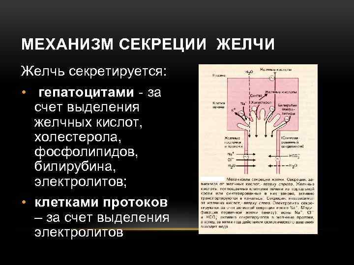 МЕХАНИЗМ СЕКРЕЦИИ ЖЕЛЧИ Желчь секретируется: • гепатоцитами - за счет выделения желчных кислот, холестерола,