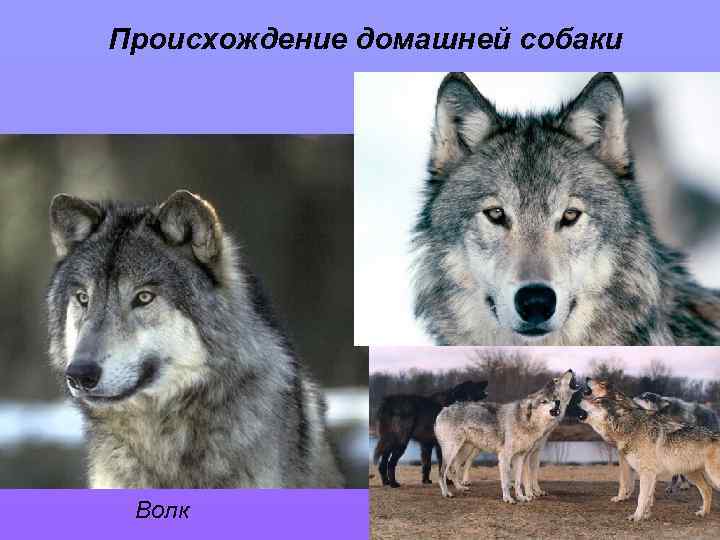 Национальность собаки. Происхождение собаки от волка. Собаки произошли от Волков. Волк и собака происхождение. От какого волка произошли домашние собаки.