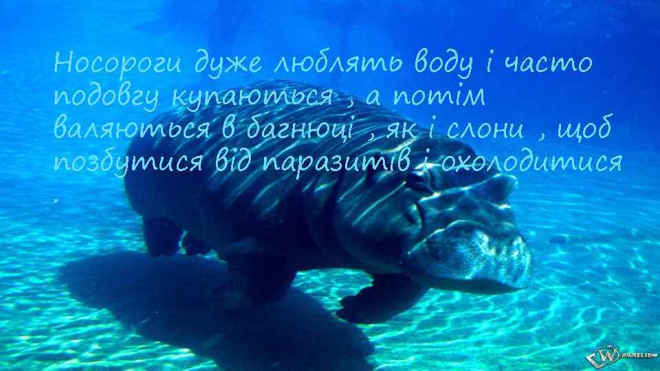 Носороги дуже люблять воду і часто подовгу купаються , а потім валяються в багнюці