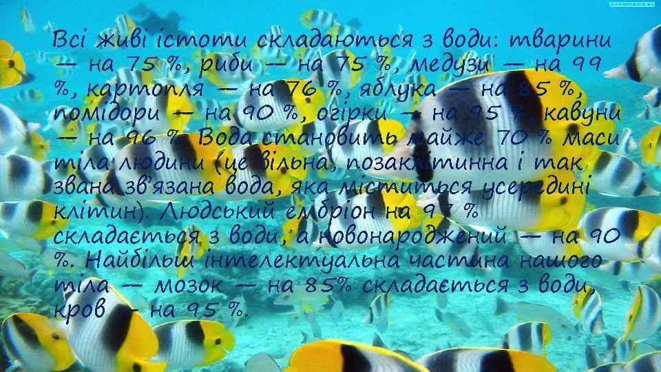 Всі живі істоти складаються з води: тварини — на 75 %, риби — на