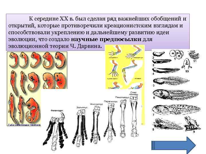  К середине XX в. был сделан ряд важнейших обобщений и открытий, которые противоречили