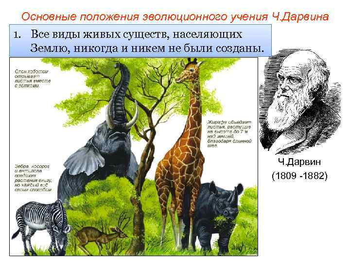Теория дарвина тест. Основные положения теории ч Дарвина 11 класс. Принципы эволюционной теории Дарвина.