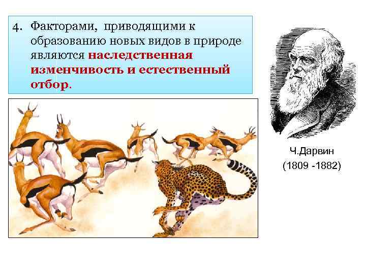 Доказательства эволюции животного мира учение ч дарвина презентация 7 класс