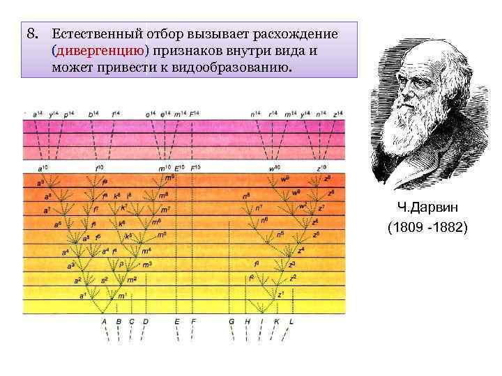 8. Естественный отбор вызывает расхождение (дивергенцию) признаков внутри вида и может привести к видообразованию.