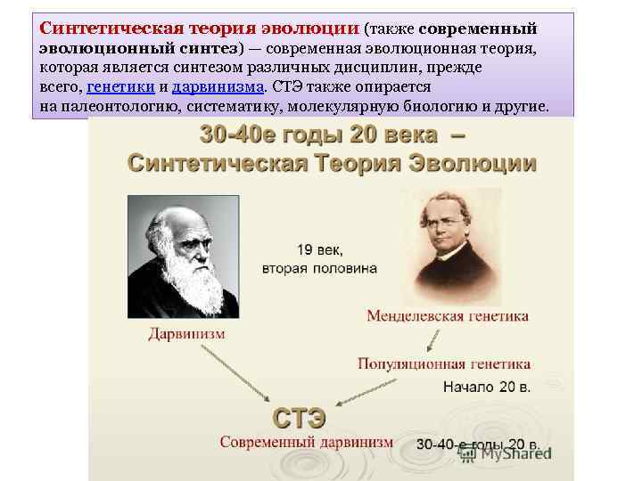 Синтетическая теория эволюции картинки