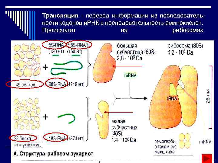 Трансляция - перевод информации из последовательности кодонов и. РНК в последовательность аминокислот. Происходит на
