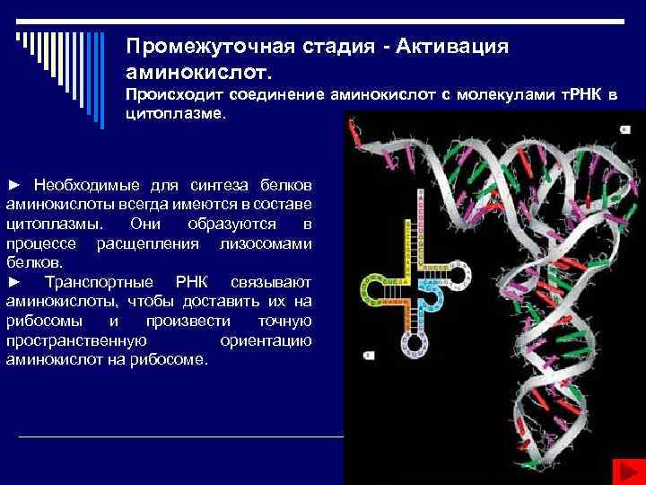 Число т рнк. Активация аминокислот. Активация ТРНК. Соединение ТРНК С аминокислотой. Биосинтез белка стадия активирования.