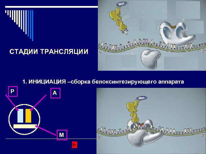 СТАДИИ ТРАНСЛЯЦИИ 1. ИНИЦИАЦИЯ –сборка белоксинтезирующего аппарата P A M 