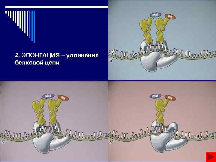 Белки вопросы