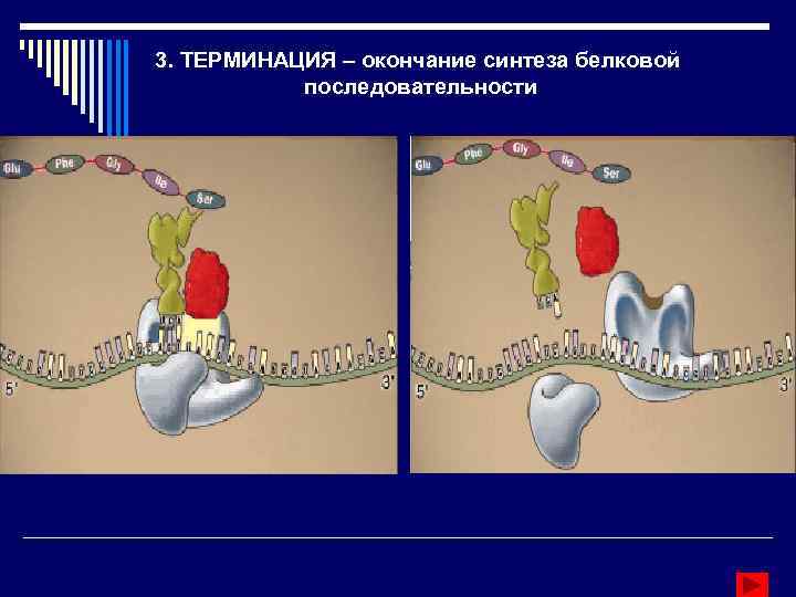 3. ТЕРМИНАЦИЯ – окончание синтеза белковой последовательности 