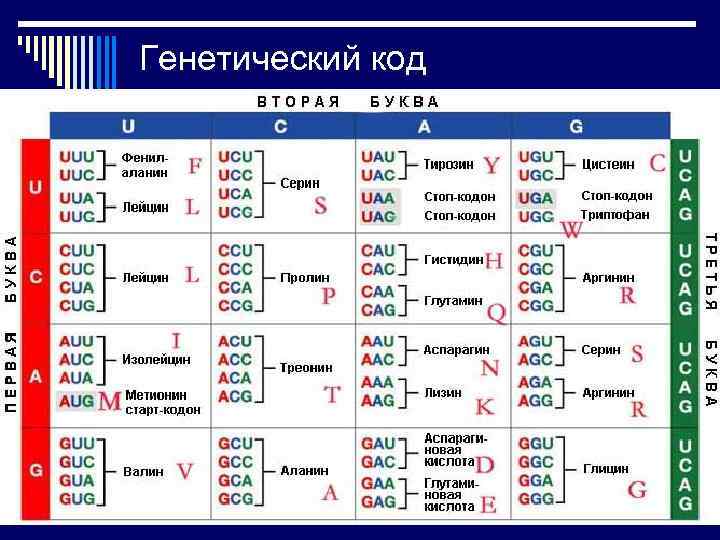 Генетический код 