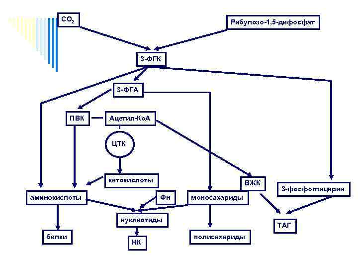 СО 2 Рибулозо-1, 5 -дифосфат 3 -ФГК 3 -ФГА ПВК Ацетил-Ко. А ЦТК кетокислоты