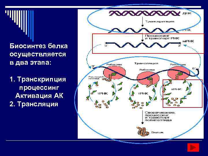 Этапы биосинтеза белка у эукариот