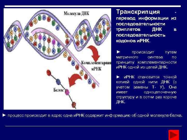 В молекуле днк на долю