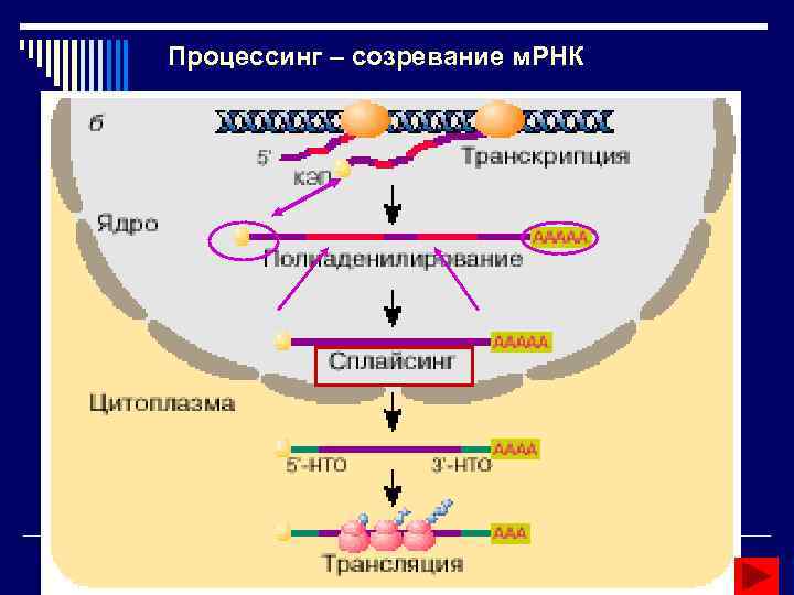 Процесс созревания мрнк