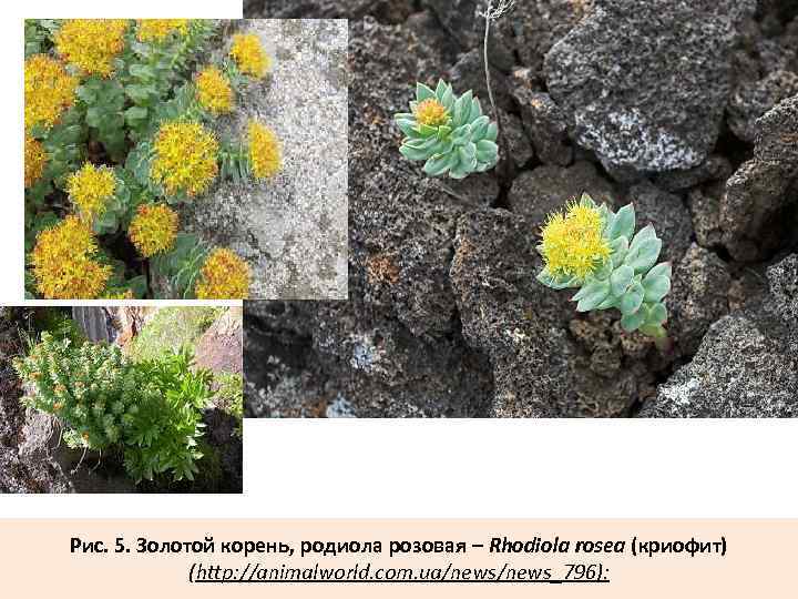 Рис. 5. Золотой корень, родиола розовая – Rhodiola rosea (криофит) (http: //animalworld. com. ua/news_796):