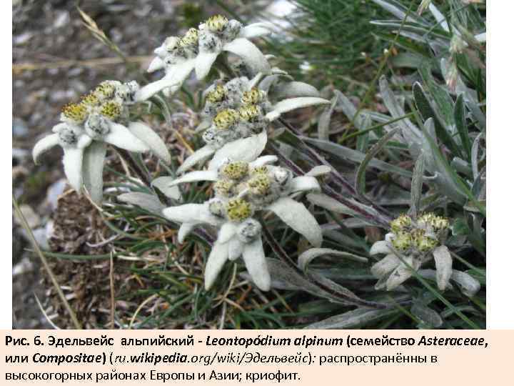 Рис. 6. Эдельвейс альпийский - Leontopódium alpinum (cемейство Asteraceae, или Compositae) (ru. wikipedia. org/wiki/Эдельвейс):