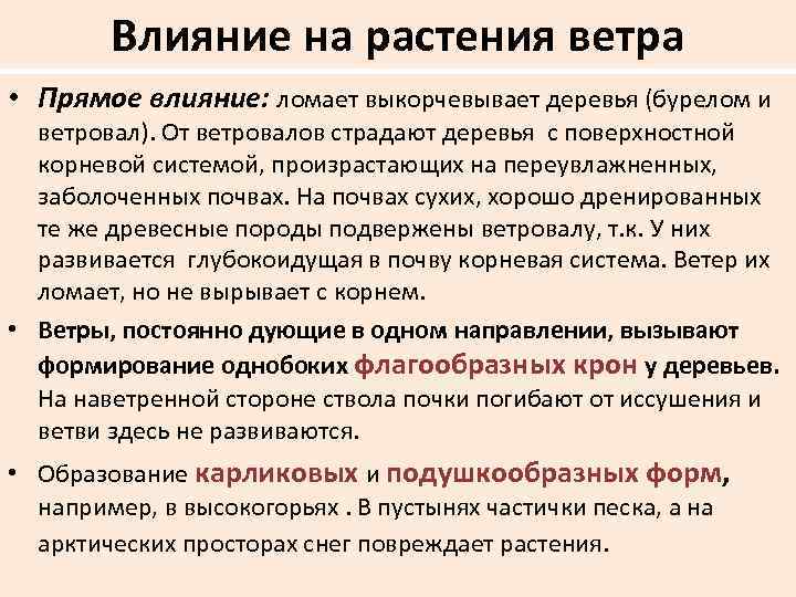 Влияние на растения ветра • Прямое влияние: ломает выкорчевывает деревья (бурелом и ветровал). От