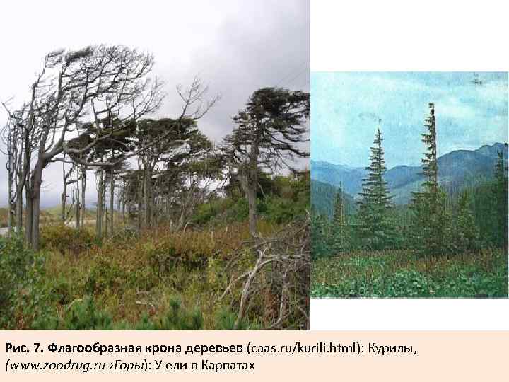 Рис. 7. Флагообразная крона деревьев (caas. ru/kurili. html): Курилы, (www. zoodrug. ru ›Горы): У