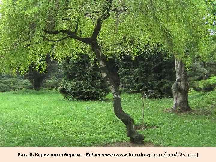Рис. 8. Карликовая береза – Betula nana (www. foto. drevglas. ru/foto/025. html) 