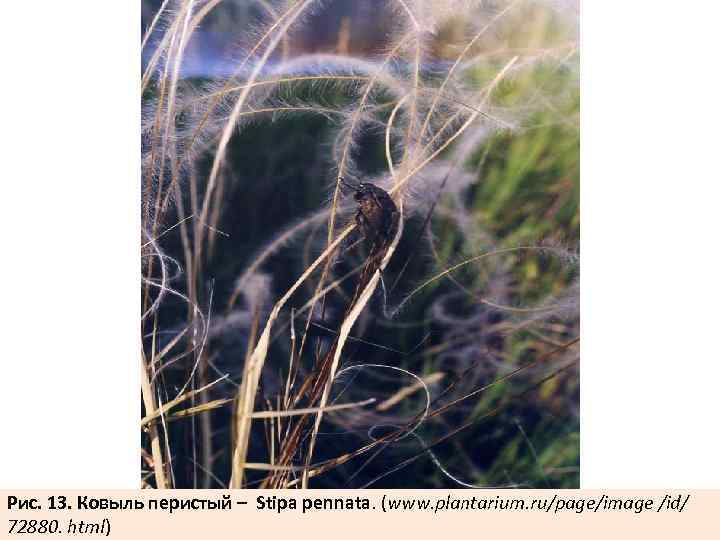 Рис. 13. Ковыль перистый – Stipa pennata. (www. plantarium. ru/page/image /id/ 72880. html) 