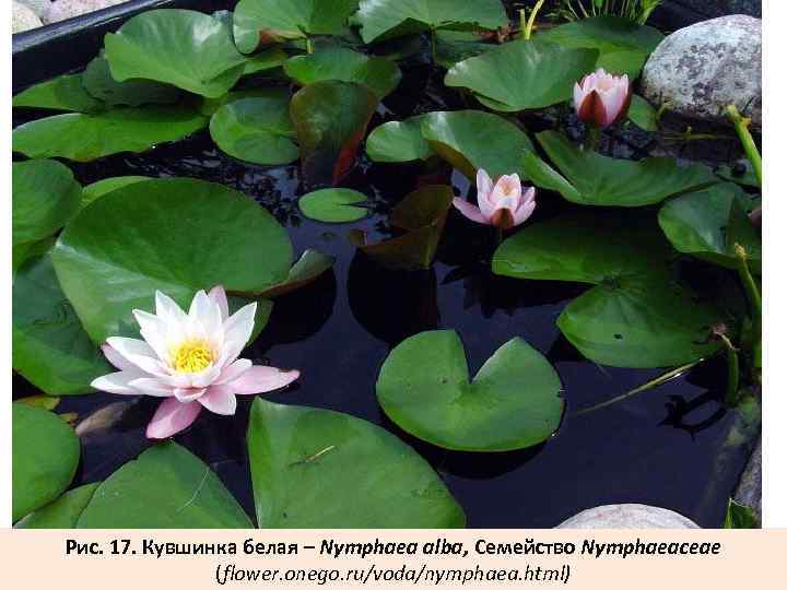 Рис. 17. Кувшинка белая – Nymphaea alba, Семейство Nymphaeaceae (flower. onego. ru/voda/nymphaea. html) 