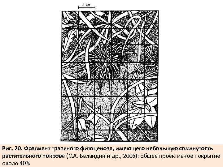 Рис. 20. Фрагмент травяного фитоценоза, имеющего небольшую сомкнутость растительного покрова (С. А. Баландин и