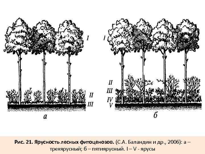 Рис. 21. Ярусность лесных фитоценозов. (С. А. Баландин и др. , 2006): а –